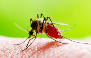 épidemie Malaria Algerie