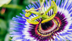 Aliments sommeil réparateur