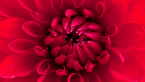 Probiotiques flore intime