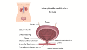 Combien de temps dure une infection urinaire sans traitement
